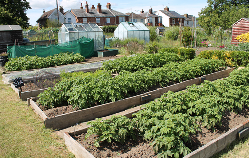 Picture of raised planted allotment beds