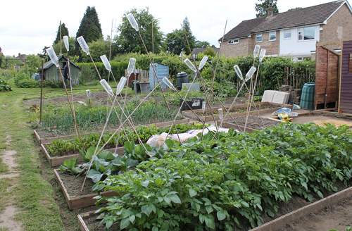 Picture of an allotment with bird scarers