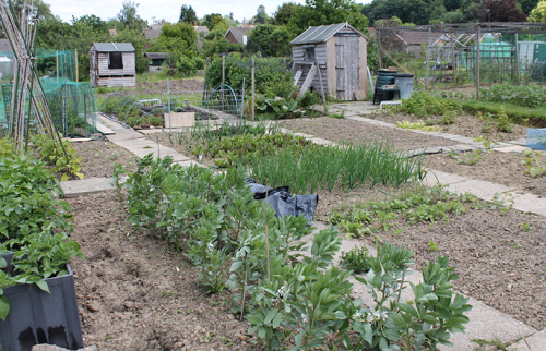 Picture of a new allotment ready to be planted