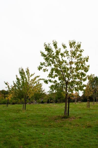 trees in orchard 