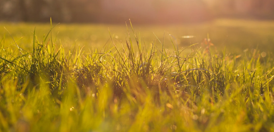 A grass field