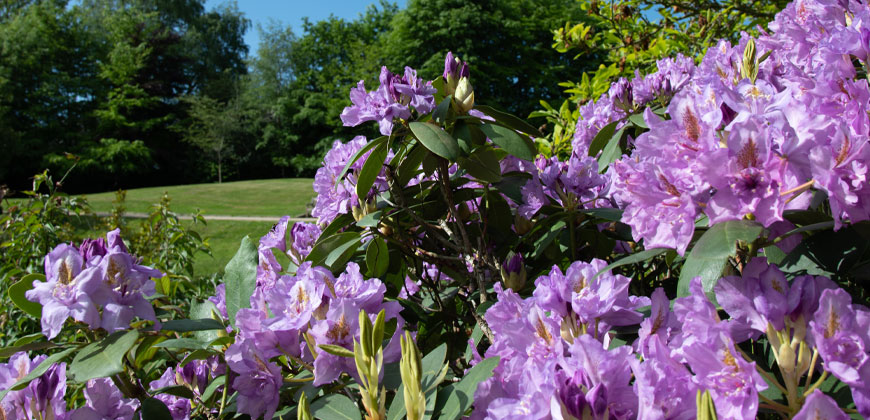 Royal Tunbridge Wells in Bloom