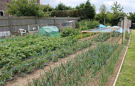 Picture of planted allotment beds