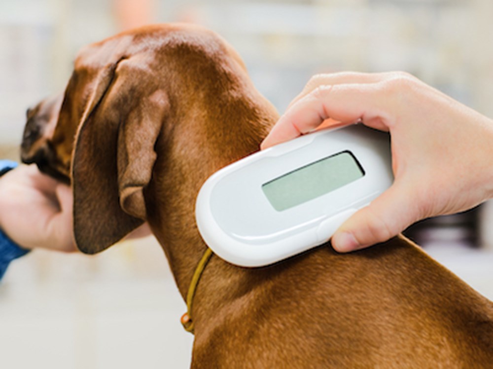 Dog store microchip checker