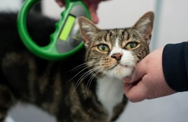 Cat having its microchip scanned