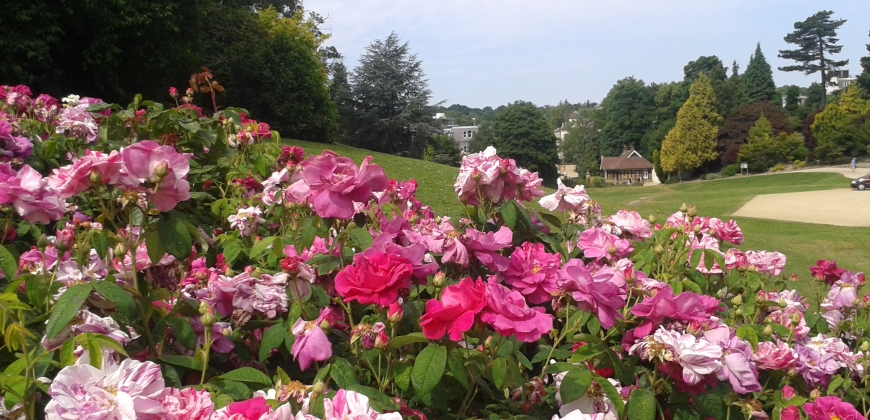 Roses at the park
