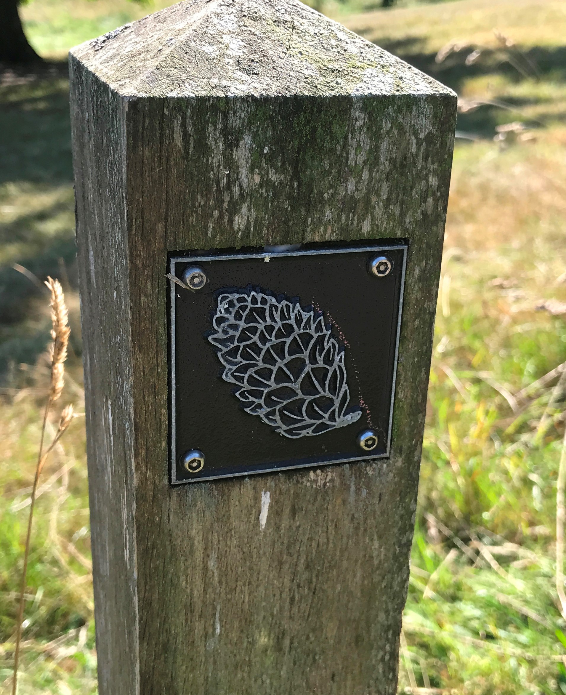 Brass fir cone